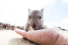 Baby Wombat Flinders Island