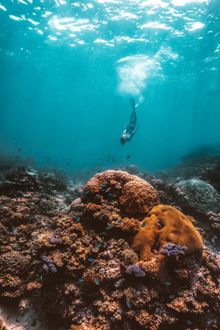Visit the most diverse reef in the world knowing that you have contributed to its conservation in Cairns & Great Barrier Reef.