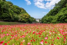 Kurihama Flower Park