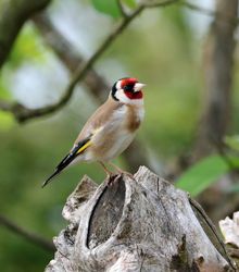A goldfinch. Image courtesy of J Las Wilson photography via Pixabay.com.
