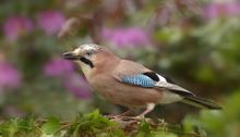 A jay. Image courtesy of Pixabay.com.