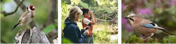 The Beginner’s Guide On How To Spot 10 British Birds This Spring With SWAROVSKI OPTIK