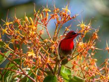 Crimson Sunbird, Borneo