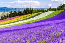 Irodori Field, Furano