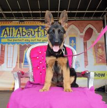 All About Dogs Fun Competitions