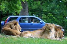 Lion Country at Longleat
