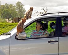 Monkey Drive Thru at Longleat