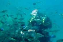 Diver, Lake Malawi