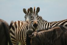 Serengeti National Park, Tanzania