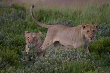 Masai Mara, Kenya