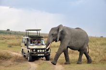 On safari in the Serengeti, Tanzania