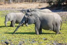 South Luangwa National Park, Zambia