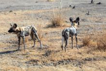 Wild Dog, South Luangwa National Park, Zambia