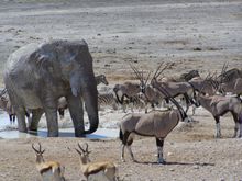 Etosha National Park, Namibia