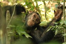 Chimp trekking, Queen Elizabeth National Park, Uganda