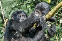 Gorilla Trekking, Bwindi Impenetrable National Park, Uganda