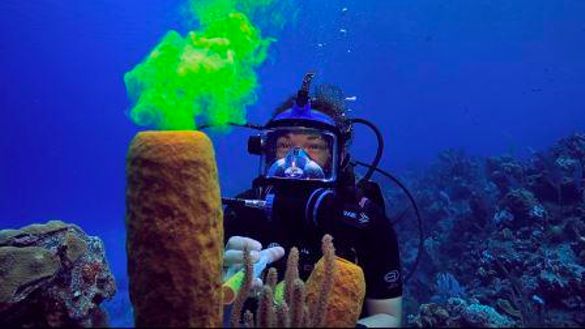CCMI 'Reefs Go Live' - Little Cayman CCMI 'Reefs Go Live' - Little Cayman