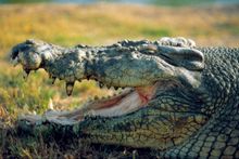 Koorana Crocodile Farm