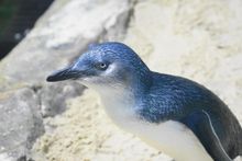 SeaLife Sunshine Coast