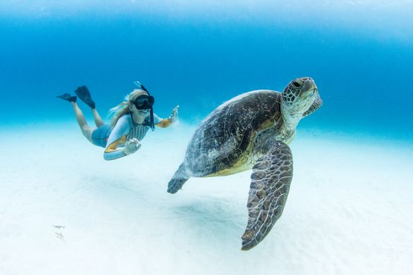Snorkeling with giant turtles on Lady Elliot Island