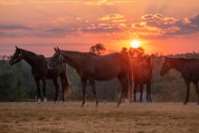 Horses at Kentucky Farm