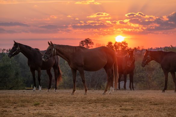 Horses at Kentucky Farm