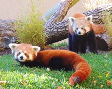 Red pandas are among the many animals visitors can see at the Franklin Park Zoo, the newest addition to the Boston CityPASS ticket.