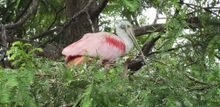 Roosting Rosseatte Spoonbill at St. Augustine Alligator Farm 