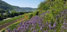 Lavendelblüte an der Mosel