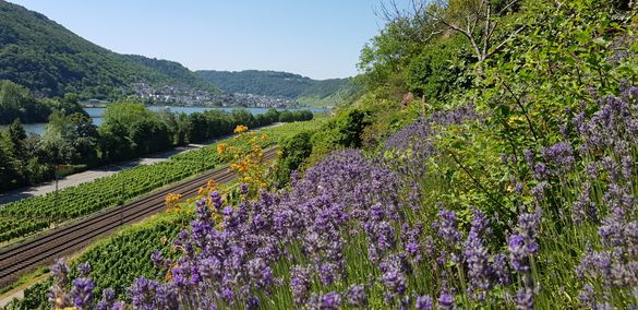 Lavendelblüte an der Mosel