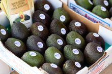 Bundaberg-grown avocados at the annual Taste Bundaberg Festival Farmers Markets 