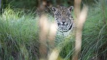 Jaguar at Caiman Ecological Refuge