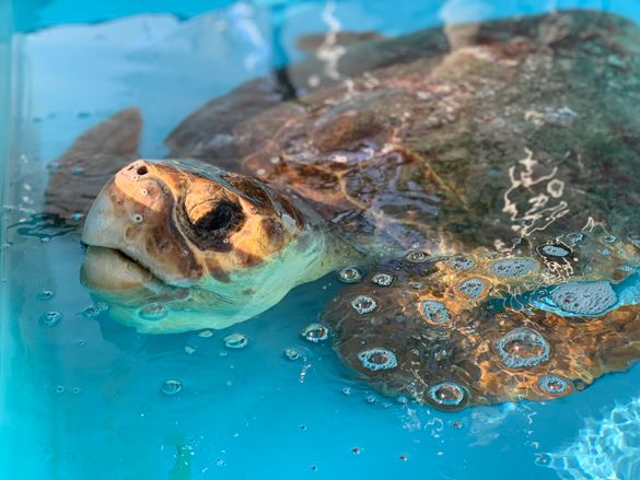 Loggerhead Marinelife Center - Sea Turtle Patient_Citrus 