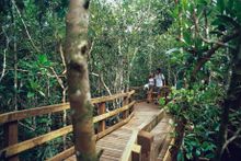 Daintree National Park