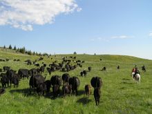 Sweet Grass Ranch, Montana, cattle work