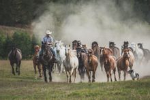 Western Pleasure Guest Ranch, Idaho, Jingle the horses