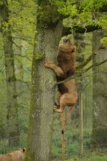 Harry the lion climbing the tree two