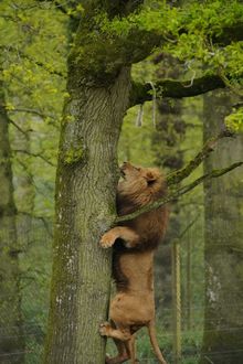 Harry the lion climbing the tree one