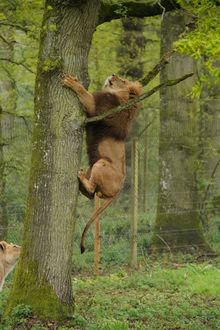 Harry the lion climbing the tree three