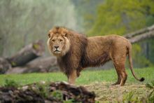 'King' Harry the lion at Longleat