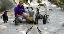 Head Keeper Alistair Keen with the king penguins at Birdland