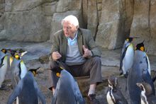 Spike and the other king penguins meeting Sir David Attenborough at Birdland