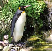 Spike the celebrity king penguin