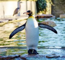 Spike the penguin at Birdland