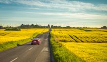 Old-school car driving through yellow fields near Aarhus.