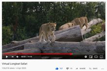 Lions on Longleat's virtual tour 