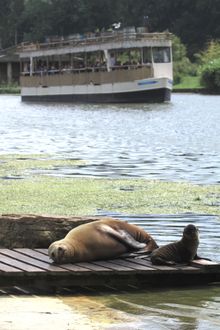 California sea lion and pup at Longleat