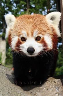 Red panda at Longleat