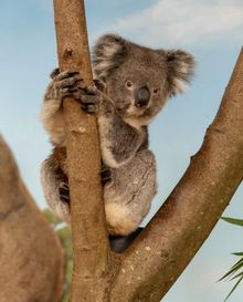 Koala at Longleat