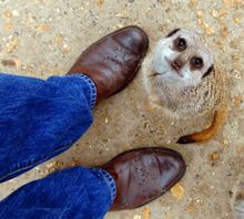 Meerkat at Longleat